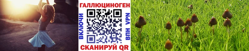Псилоцибиновые грибы Psilocybine cubensis  Купить где  Камызяк 